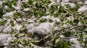 CAPITALA, PLINĂ DE PUF DE PLOP. Astmaticii şi persoanele alergice au cel mai mult de suferit