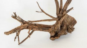 Artă din rădăcinile copacilor. Un bărbat din Căuşeni adună buturugile smulse după tăierea arborilor