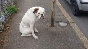 O IMAGINE SFÂŞIETOARE cu un câine a trezit un VAL DE EMOŢII pe Internet. Ce s-a întâmplat cu animalul