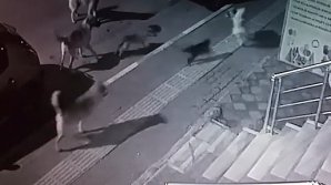 MOMENTUL în care o haită de câini vor să ATACE o pisică. REACŢIA SURPRINZĂTOARE a felinei (VIDEO)