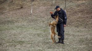 Situația la frontieră, bilanțul săptămânii: 81 de șoferi au ignorat regulile de transportare și de folosire a vinietelor