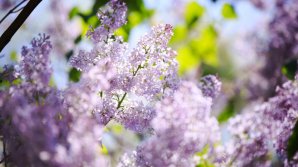 GATA CU PLOILE? Cum va fi vremea de Florii şi câte grade ne promit meteorologii 