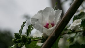 Cum ne surprinde vremea în ultima zi din aprilie şi primele zile ale lunii mai 