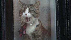 Ce se va întâmpla cu pisica fondatorului Wikileaks, după arestarea acestuia 