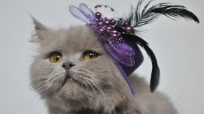 Proiect UNIC care a reunit Moldova, Ucraina și Bulgaria. Cele mai frumoase pisici, răsfăţate la expoziţia "Soarele din pocal"