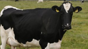 Salvarea spectaculoasă a unei VACI blocate între stânci. A fost nevoie de intervenţia ELICOPTERULUI