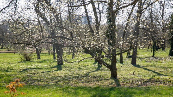 ANOMALIILE LUNII MARTIE. Ce spun meteorologii despre temperaturile de la începutul primăverii