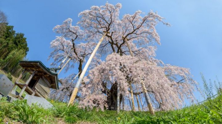IMAGINI SPECTACULOASE. Cireşul milenar din Japonia A ÎNFLORIT (VIDEO)