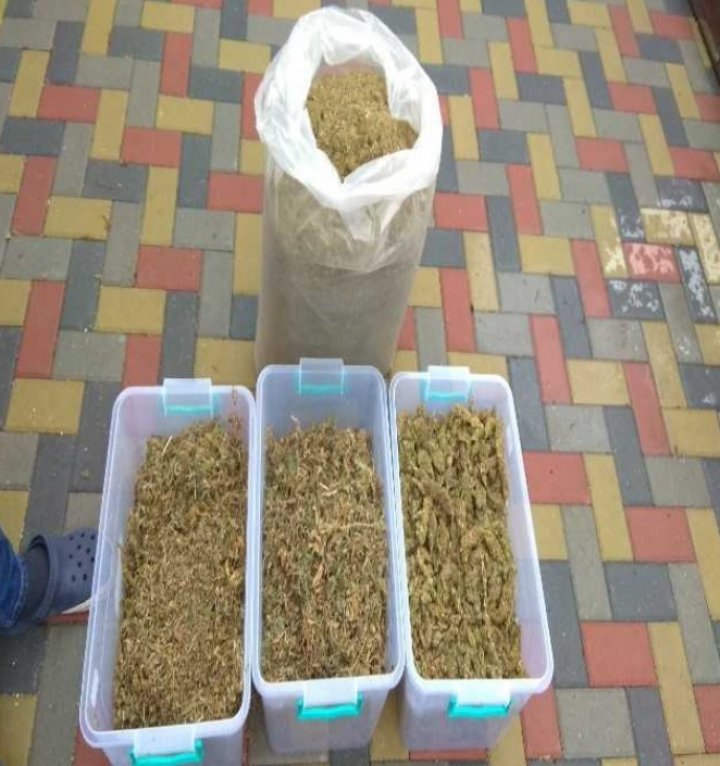 Droguri în valoare de 8 MILIOANE de lei. Planul unui grup de traficanţi, EŞUAT, după percheziţiile PCCOCS