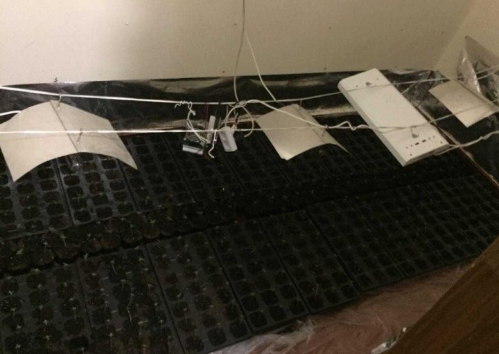 Droguri în valoare de 8 MILIOANE de lei. Planul unui grup de traficanţi, EŞUAT, după percheziţiile PCCOCS