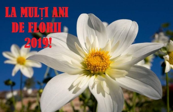 GALERIE FOTO cu cele mai INEDITE felicitări și mesaje de FLORII de împărțit cu cei dragi