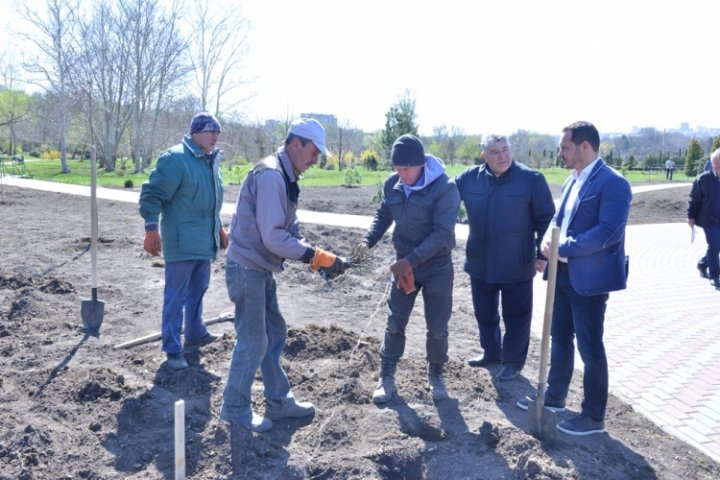 În Parcul Dendrariu din Chișinău vor fi plantați 3.000 de trandafiri (FOTO)