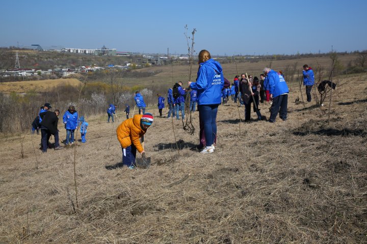 Sâmbăta se plantează copaci. PDM participă la înverzirea plaiului (FOTOREPORT)