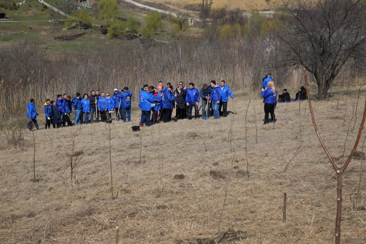 Sâmbăta se plantează copaci. PDM participă la înverzirea plaiului (FOTOREPORT)