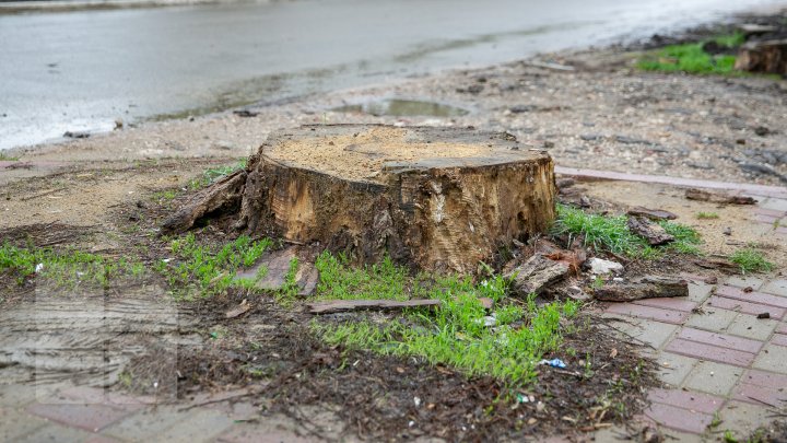 Un bărbat din Căuşeni creează adevărate opere de artă din rădăcini de copac (FOTOREPORT)