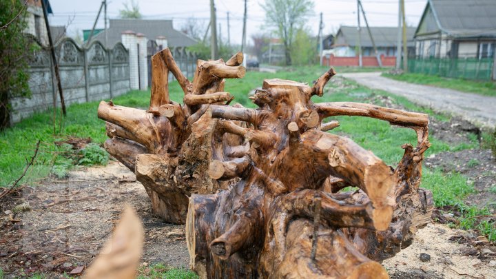 Un bărbat din Căuşeni creează adevărate opere de artă din rădăcini de copac (FOTOREPORT)