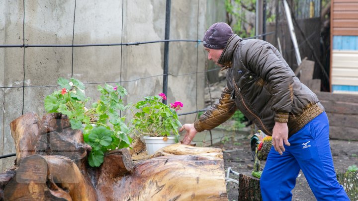 Un bărbat din Căuşeni creează adevărate opere de artă din rădăcini de copac (FOTOREPORT)