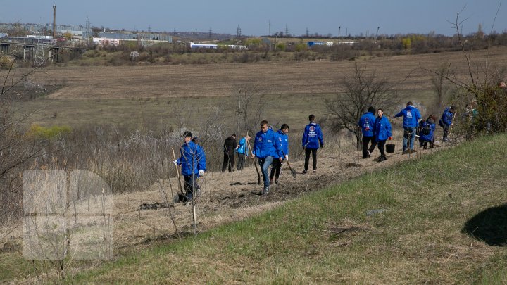 Sâmbăta se plantează copaci. PDM participă la înverzirea plaiului (FOTOREPORT)