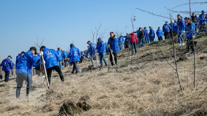 Sâmbăta se plantează copaci. PDM participă la înverzirea plaiului (FOTOREPORT)