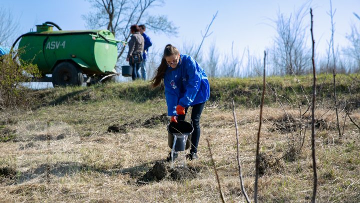 Sâmbăta se plantează copaci. PDM participă la înverzirea plaiului (FOTOREPORT)