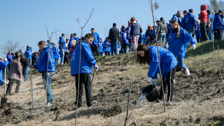 Sâmbăta se plantează copaci. PDM participă la înverzirea plaiului (FOTOREPORT)