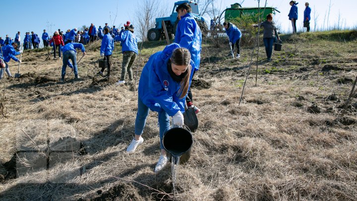 Sâmbăta se plantează copaci. PDM participă la înverzirea plaiului (FOTOREPORT)