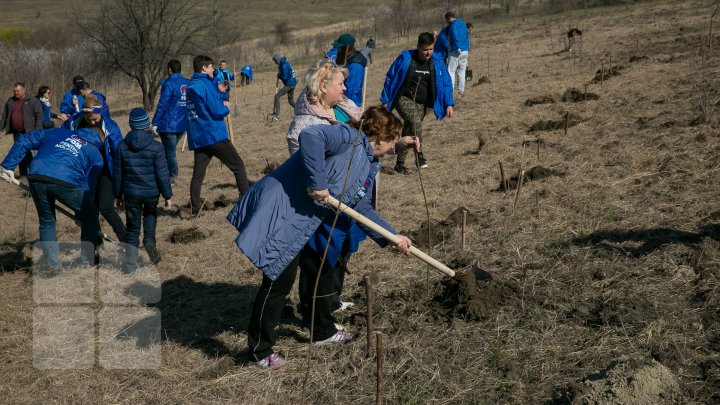 Sâmbăta se plantează copaci. PDM participă la înverzirea plaiului (FOTOREPORT)