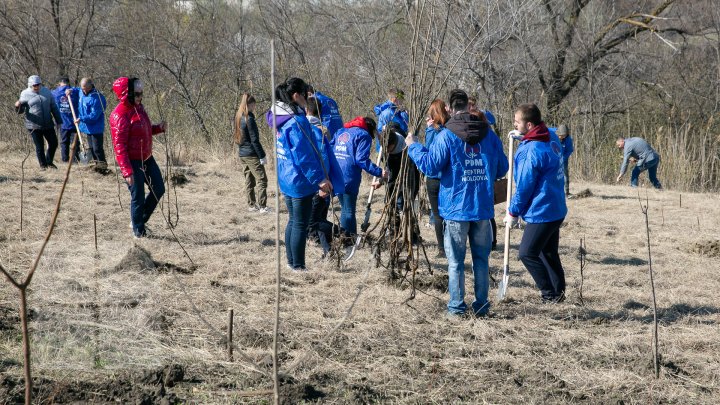 Sâmbăta se plantează copaci. PDM participă la înverzirea plaiului (FOTOREPORT)