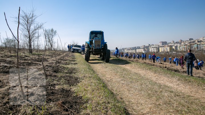 Sâmbăta se plantează copaci. PDM participă la înverzirea plaiului (FOTOREPORT)