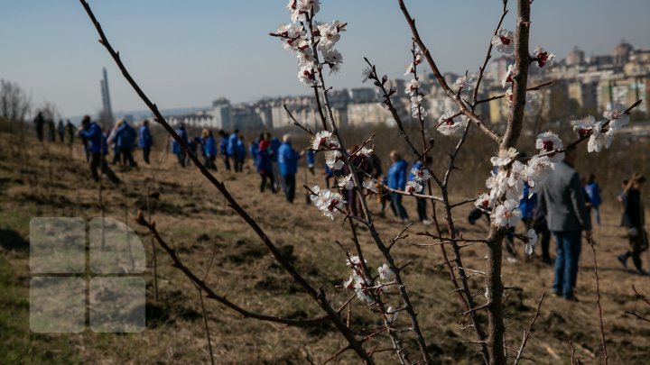 Sâmbăta se plantează copaci. PDM participă la înverzirea plaiului (FOTOREPORT)