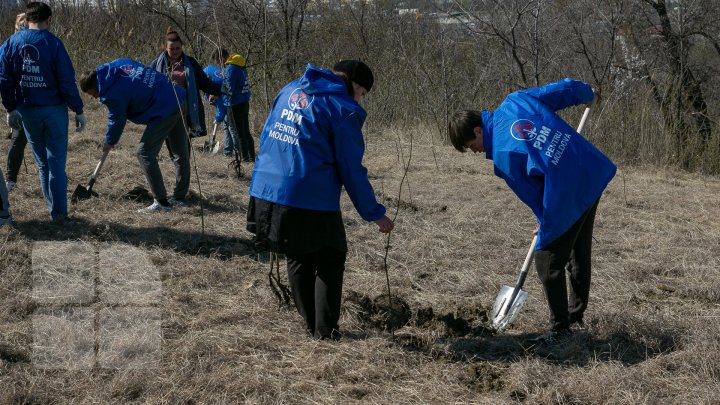 Sâmbăta se plantează copaci. PDM participă la înverzirea plaiului (FOTOREPORT)