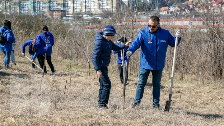 Sâmbăta se plantează copaci. PDM participă la înverzirea plaiului (FOTOREPORT)