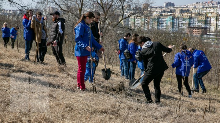 Sâmbăta se plantează copaci. PDM participă la înverzirea plaiului (FOTOREPORT)