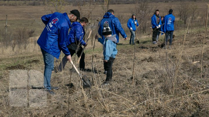 Sâmbăta se plantează copaci. PDM participă la înverzirea plaiului (FOTOREPORT)