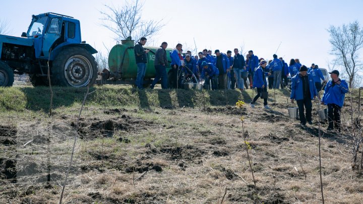 Sâmbăta se plantează copaci. PDM participă la înverzirea plaiului (FOTOREPORT)