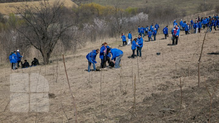 Sâmbăta se plantează copaci. PDM participă la înverzirea plaiului (FOTOREPORT)