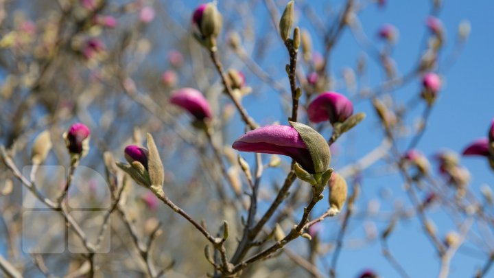 PRIVELIŞTE ULUITOARE şi SPECTACOL DE CULOARE. În Chişinău au înflorit magnoliile (FOTOREPORT)