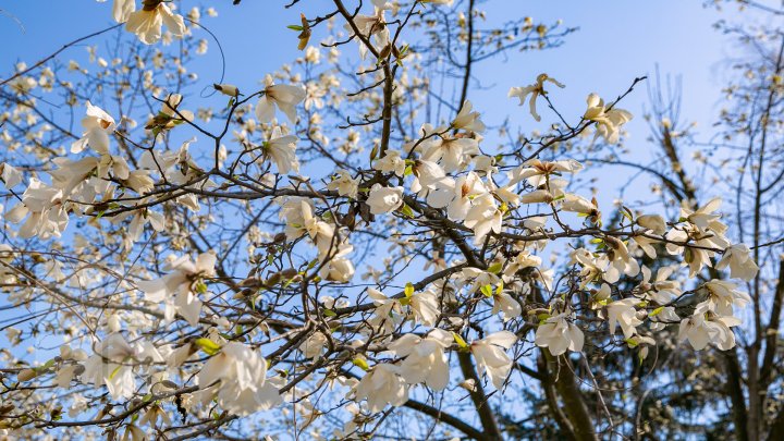 PRIVELIŞTE ULUITOARE şi SPECTACOL DE CULOARE. În Chişinău au înflorit magnoliile (FOTOREPORT)