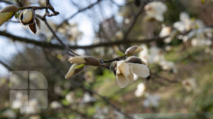 PRIVELIŞTE ULUITOARE şi SPECTACOL DE CULOARE. În Chişinău au înflorit magnoliile (FOTOREPORT)