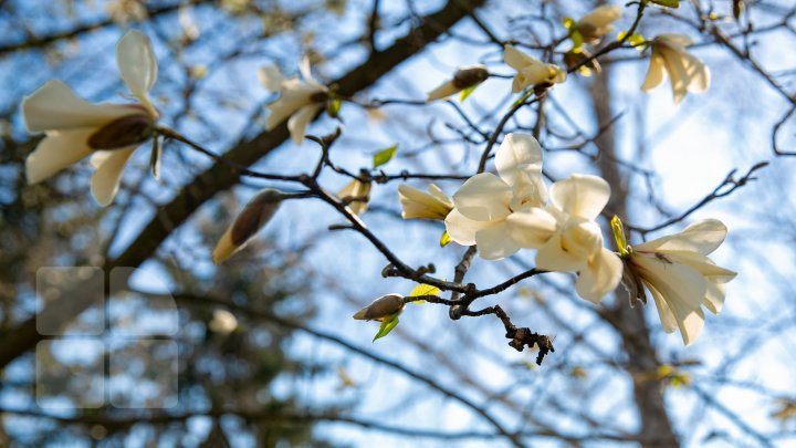 PRIVELIŞTE ULUITOARE şi SPECTACOL DE CULOARE. În Chişinău au înflorit magnoliile (FOTOREPORT)