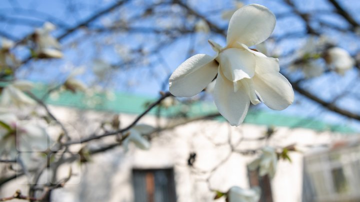 PRIVELIŞTE ULUITOARE şi SPECTACOL DE CULOARE. În Chişinău au înflorit magnoliile (FOTOREPORT)