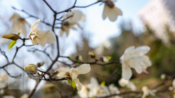 PRIVELIŞTE ULUITOARE şi SPECTACOL DE CULOARE. În Chişinău au înflorit magnoliile (FOTOREPORT)