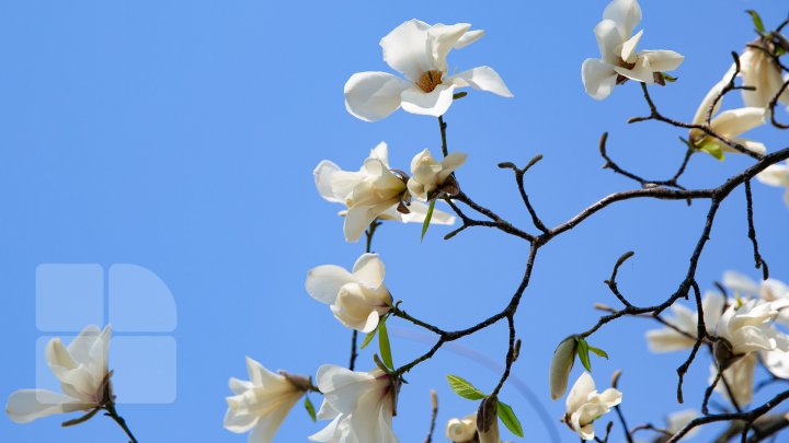 PRIVELIŞTE ULUITOARE şi SPECTACOL DE CULOARE. În Chişinău au înflorit magnoliile (FOTOREPORT)