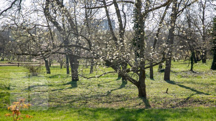 PRIVELIŞTE ULUITOARE şi SPECTACOL DE CULOARE. În Chişinău au înflorit magnoliile (FOTOREPORT)