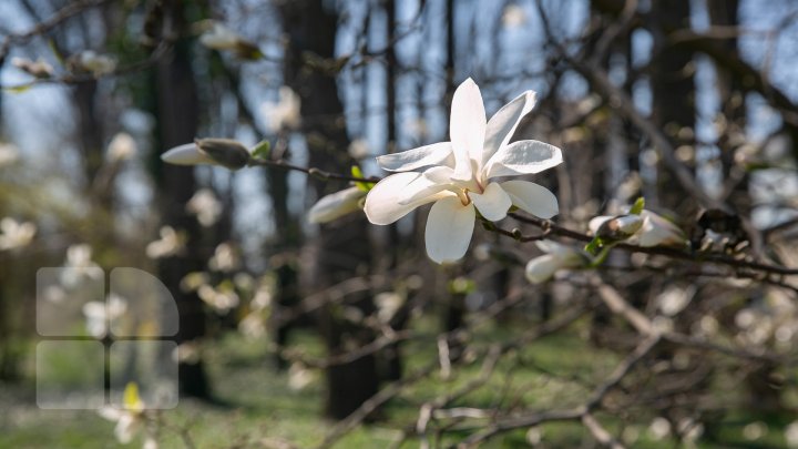 PRIVELIŞTE ULUITOARE şi SPECTACOL DE CULOARE. În Chişinău au înflorit magnoliile (FOTOREPORT)