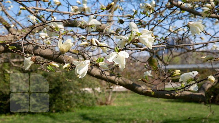 PRIVELIŞTE ULUITOARE şi SPECTACOL DE CULOARE. În Chişinău au înflorit magnoliile (FOTOREPORT)