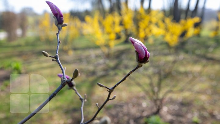 PRIVELIŞTE ULUITOARE şi SPECTACOL DE CULOARE. În Chişinău au înflorit magnoliile (FOTOREPORT)