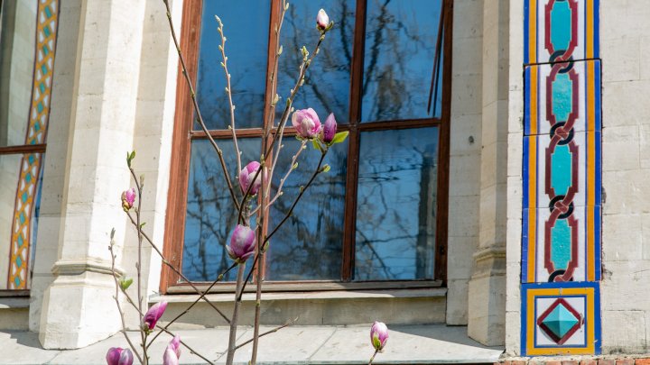 PRIVELIŞTE ULUITOARE şi SPECTACOL DE CULOARE. În Chişinău au înflorit magnoliile (FOTOREPORT)