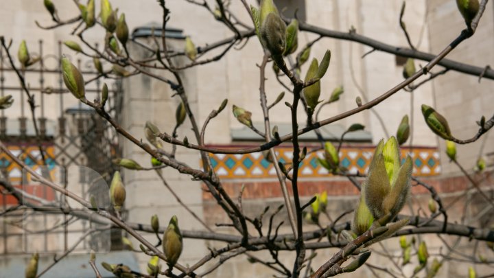 PRIVELIŞTE ULUITOARE şi SPECTACOL DE CULOARE. În Chişinău au înflorit magnoliile (FOTOREPORT)