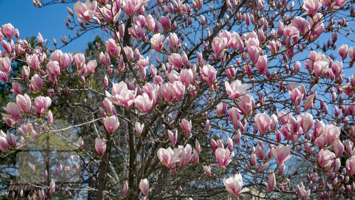 PRIVELIŞTE ULUITOARE şi SPECTACOL DE CULOARE. În Chişinău au înflorit magnoliile (FOTOREPORT)